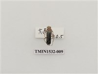 藏品(菊虎科)的圖片